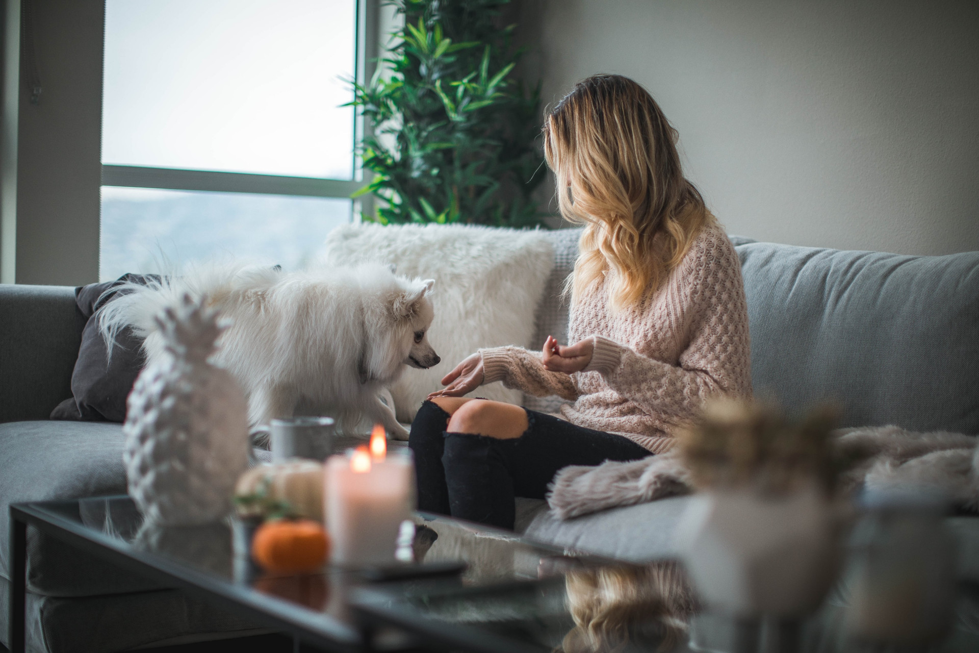 Pets And Residential Tenancy Agreements - Guide Image
